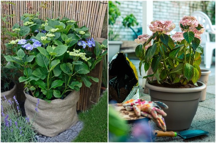 How to plant hydrangeas in pots