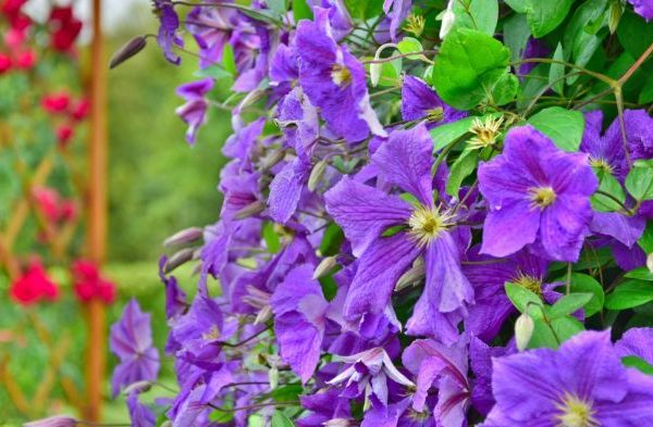 Vining plant with purple flowers