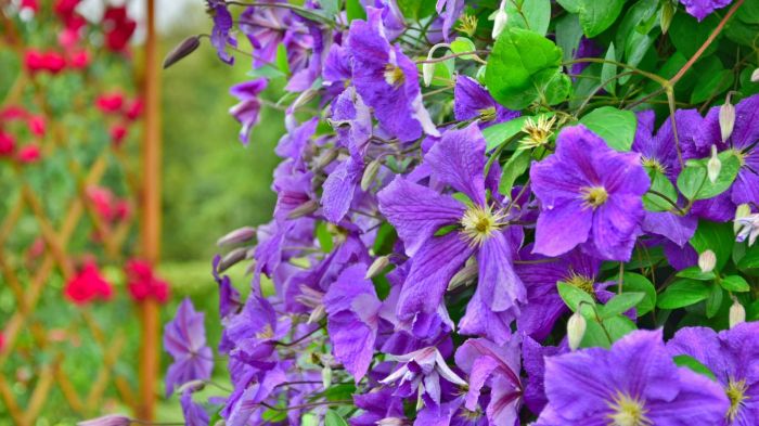 Vining plant with purple flowers