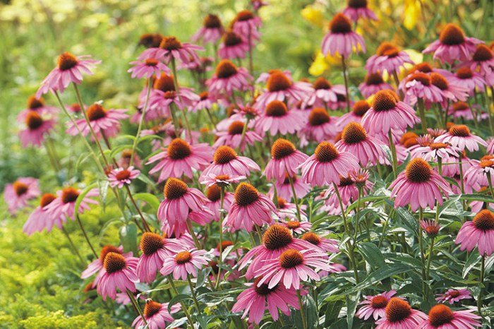 Coneflowers garden plant varieties care collection