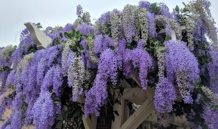 Vining plant with purple flowers