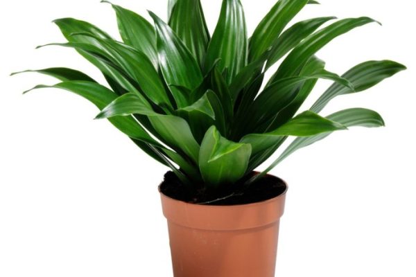 1 gallon plant pot