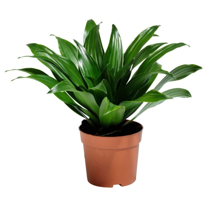 1 gallon plant pot