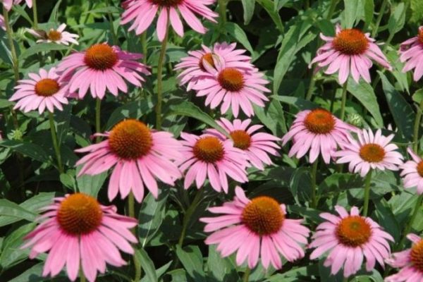 Cone flowers when to plant