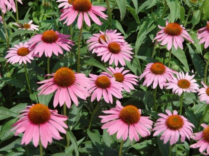 Cone flowers when to plant