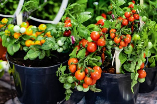 How to plant tomatoes in a pot