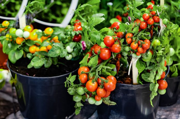 How to plant tomatoes in a pot