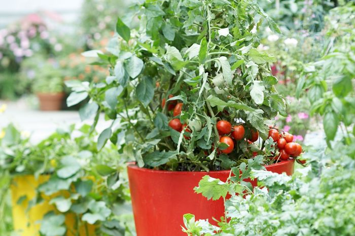 How to plant tomatoes in a pot