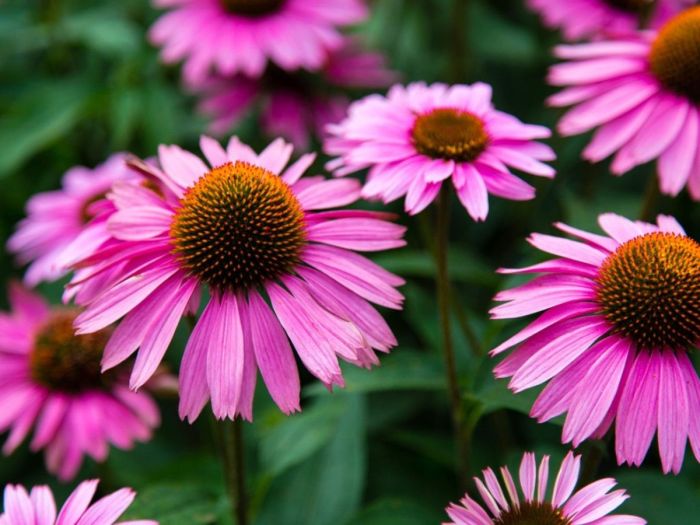 Cone flowers when to plant